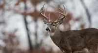 Wisconsin reports 18% deer kill decline this hunting season