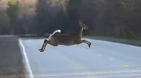 Wisconsin soon to open gun deer-hunting season through Nov. 26