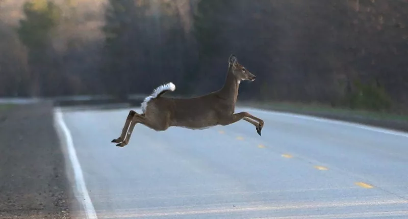 Wisconsin soon to open gun deer-hunting season through Nov. 26