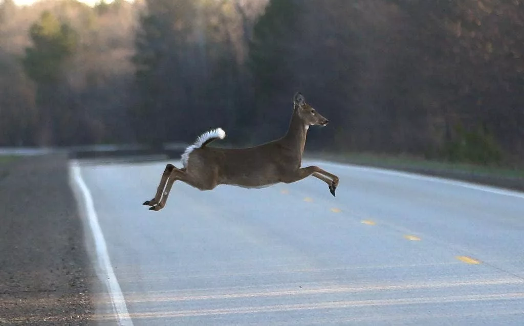 Wisconsin soon to open gun deer-hunting season through Nov. 26