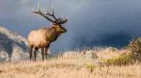 Woman dies a week after apparent elk attack in Arizona