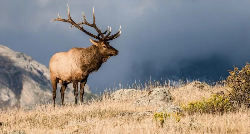 Woman dies a week after apparent elk attack in Arizona