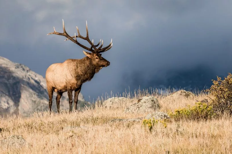 Woman dies a week after apparent elk attack in Arizona