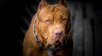 A 63-year-old woman has died from her injuries after being attacked by 7 pitbull dogs in Utah