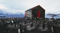 The candidates will work in the post office surrounded by hundreds of penguins