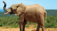 Can you spot the tiny hidden ant on the elephant's body?