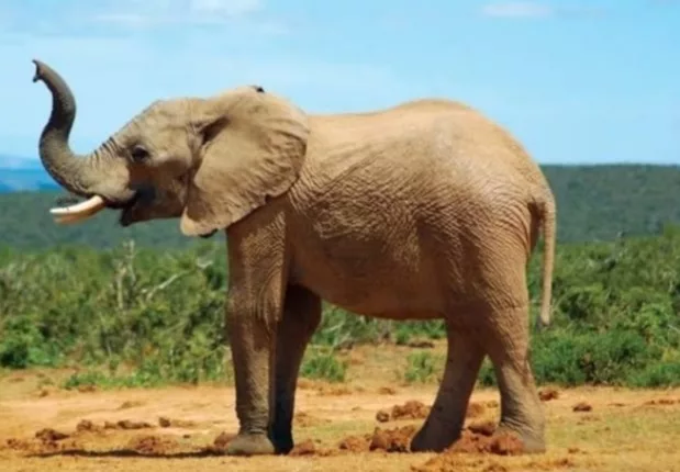 Can you spot the tiny hidden ant on the elephant's body?