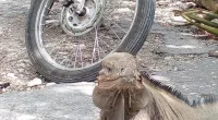 Reddit users are shocked to see a hidden face peeking out of this seemingly normal photo of an iguana