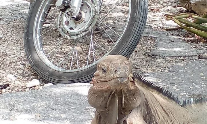 Reddit users are shocked to see a hidden face peeking out of this seemingly normal photo of an iguana