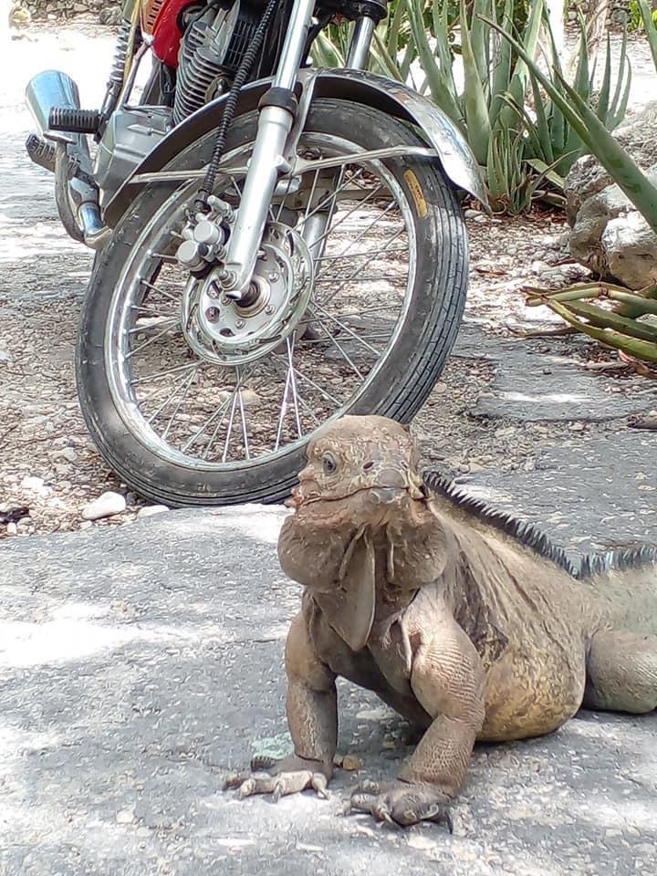 Reddit users are shocked to see a hidden face peeking out of this seemingly normal photo of an iguana