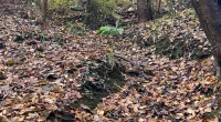 Try to find the Labrador hiding in this picture