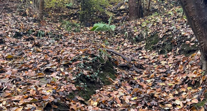 Try to find the Labrador hiding in this picture