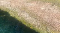 Can you spot the alligator in just seven seconds before the camera zooms in