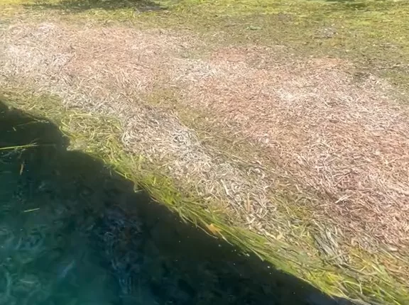 Can you spot the alligator in just seven seconds before the camera zooms in