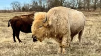 1 in 10 million bison found in Oklahoma — why's it so rare?