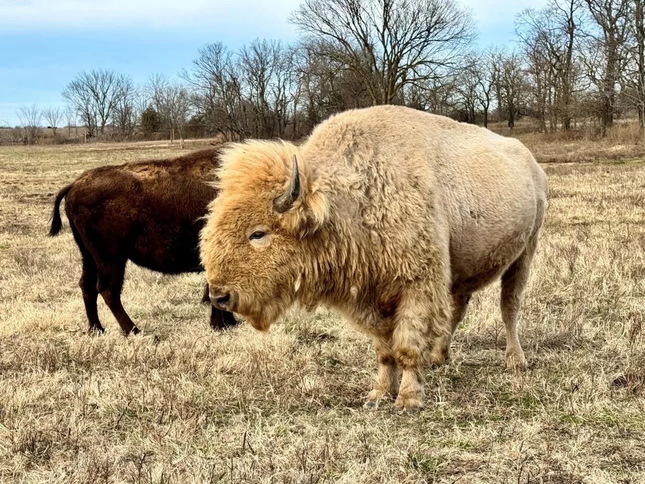 1 in 10 million bison found in Oklahoma — why's it so rare?