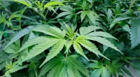 Alabama group pushes for medical marijuana program launch in 2024 despite legal hurdles