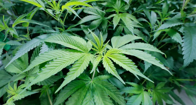 Alabama group pushes for medical marijuana program launch in 2024 despite legal hurdles