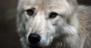 Baby in Alabama mauled to death by family's pet 'wolf-hybrid'