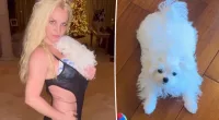 Britney Spears rushes dog to vet because of 'medical emergency': report