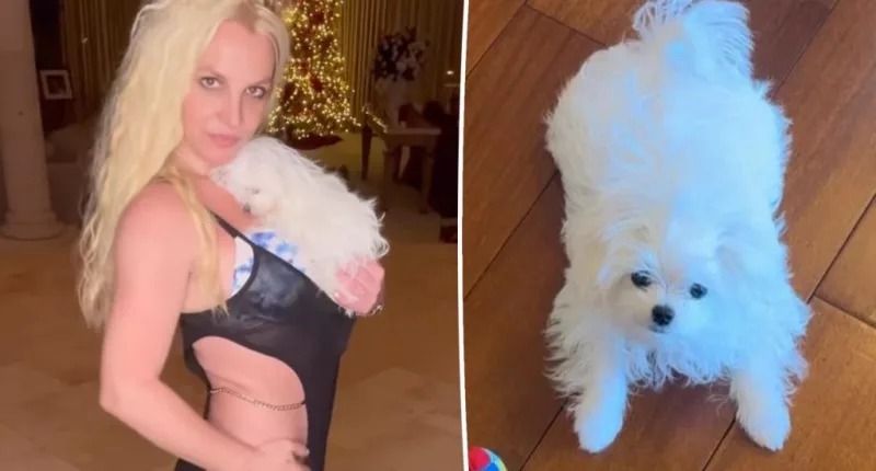 Britney Spears rushes dog to vet because of 'medical emergency': report
