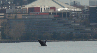 Humpback whales use bay areas for spa day: See the video!
