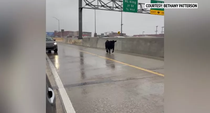Cow causes commotion after getting loose on Michigan highway