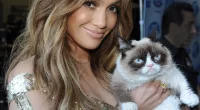 Flat-faced felines surged in popularity after a Persian mix nicknamed Grumpy Cat went viral in the 2010's and was snapped with stars including Jennifer Lopez