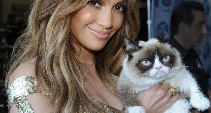 Flat-faced felines surged in popularity after a Persian mix nicknamed Grumpy Cat went viral in the 2010's and was snapped with stars including Jennifer Lopez