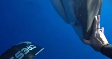 Diving expert reveals why swimming away from a shark could be deadly