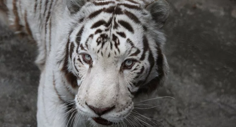 Euthanized tiger among more than 100 animals seized as Virginia zoo faces animal welfare investigation