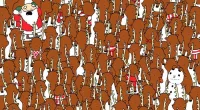 Can you spot a bear hiding amongst the reindeers?