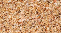 Can you spot the reptile's eyes among these grains of sand?