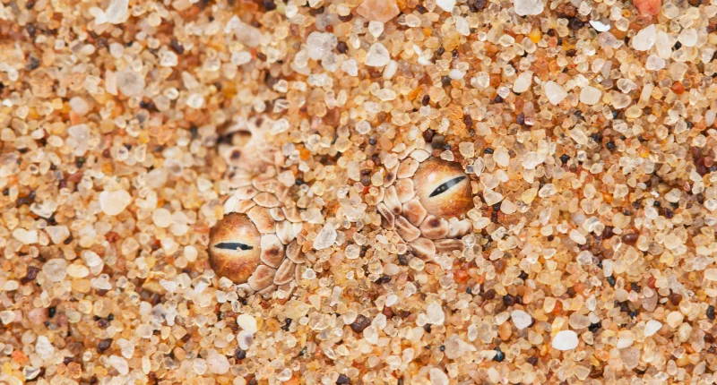 Can you spot the reptile's eyes among these grains of sand?