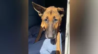 Florida couple arrested for alleged animal abuse after over 100 animals rescued: authorities