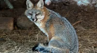 Fox caught stealing backyard cameras in Arizona