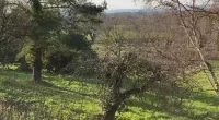 You have the eyes of a hawk if you can spot the sneaky deer in this woodland scene