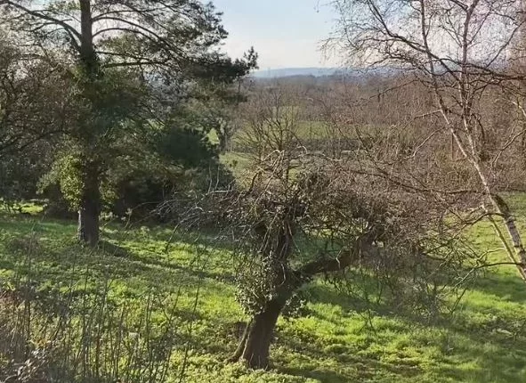 You have the eyes of a hawk if you can spot the sneaky deer in this woodland scene