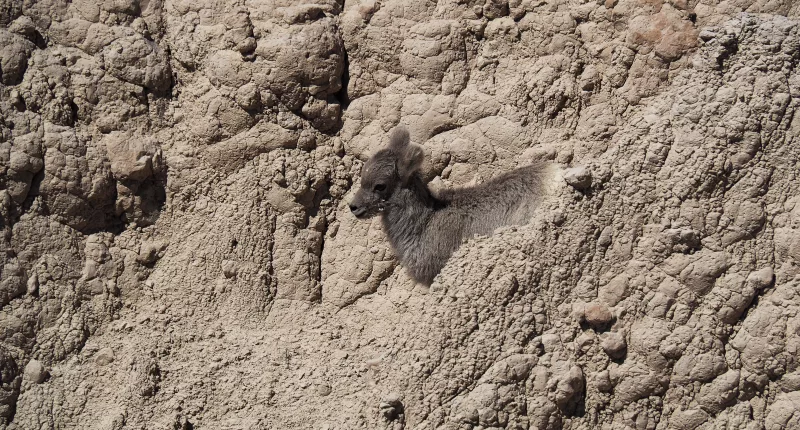 You may have stellar vision if you can spot this hidden lamb