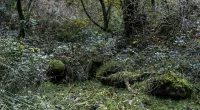 Can you spot the two horses hidden in this real-life illusion?