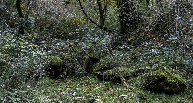 Can you spot the two horses hidden in this real-life illusion?
