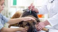 Veterinary surgeon is giving the vaccine to the German Shepherd — Stock Photo, Image