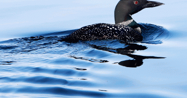 Maine loon population dips for a second year, but biologists are optimistic about more chicks