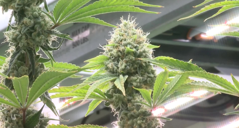 New bill would allow recreational marijuana to be banned locally