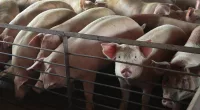 North Carolina hog farmers score legal win over animal waste energy