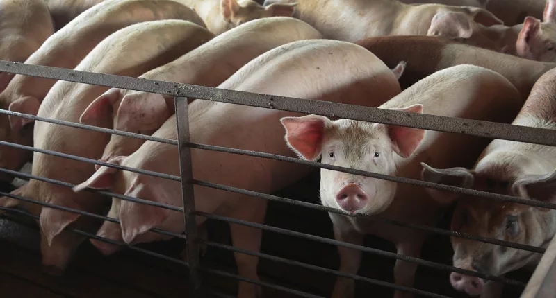 North Carolina hog farmers score legal win over animal waste energy