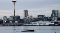 Photographs capture humpback whale's Seattle visit, breaching in waters in front of Space Needle