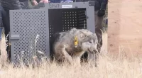 Ranchers 'shoot on sight' if endangered gray wolves cross state lines
