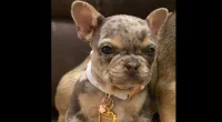 Suspected crime ring uses garage door hack to steal French bulldog puppy: police