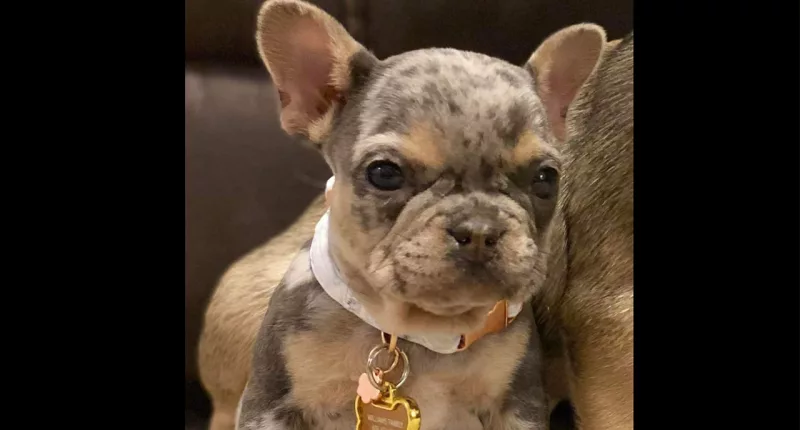 Suspected crime ring uses garage door hack to steal French bulldog puppy: police